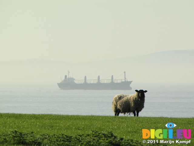 SX18051 Sheep and ship on mouth of Severn river